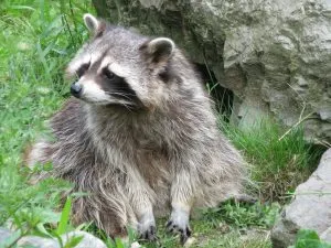 Raccoon Regel im Backgammon